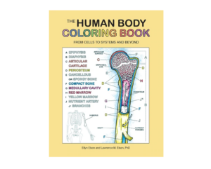 Human Body Coloring Book by Coloring Concepts