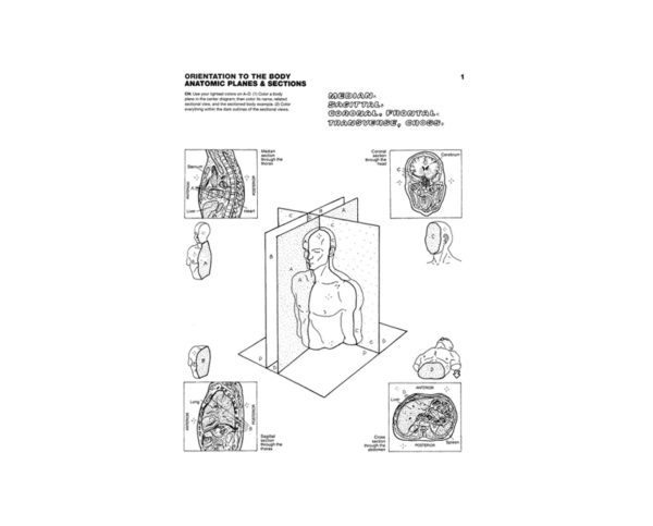 Coloring Concepts Anatomy Coloring Book