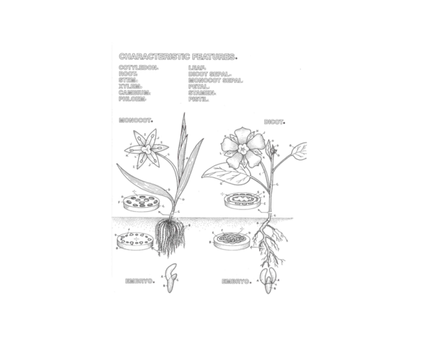 Coloring Concepts Botany Coloring Book