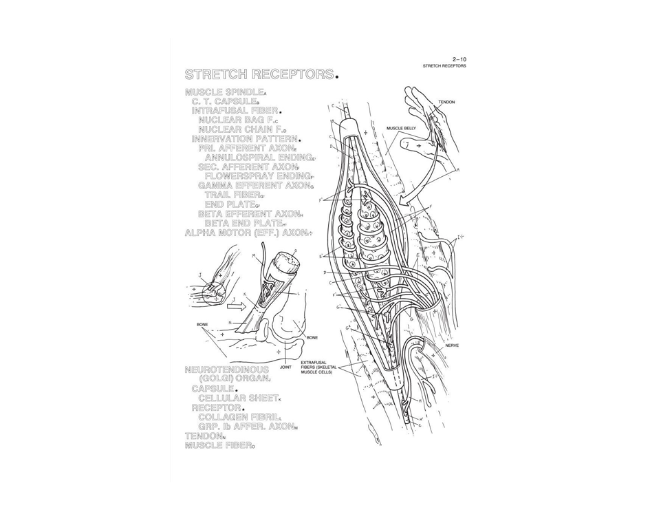 Human Brain Coloring Book - Coloring Concepts, Inc.