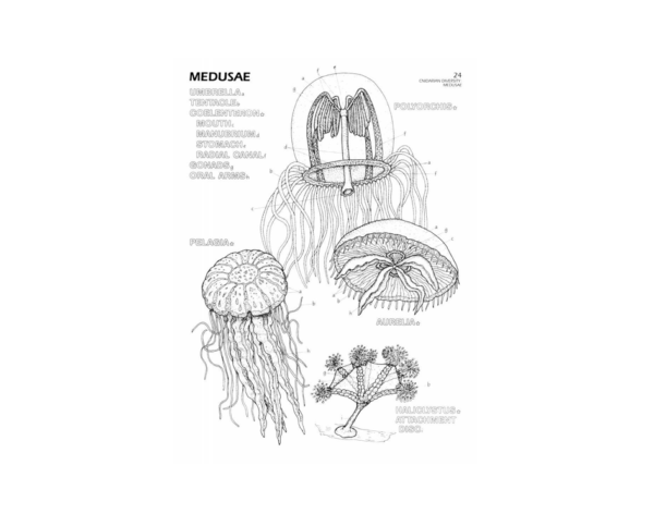 Coloring Concepts Marine Biology Coloring Book