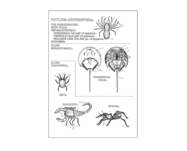 Coloring Concepts Zoology Coloring Book