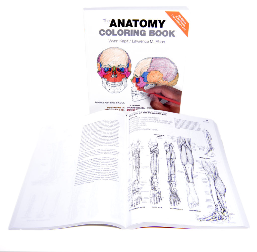 Coloring Concepts Inc Anatomy Coloring Book